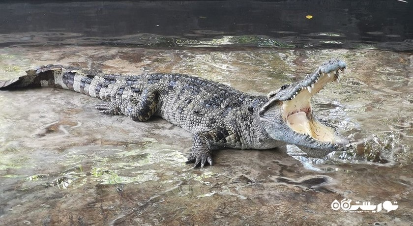 سرگرمی نمایش کروکودیل در کوسامویی شهر تایلند کشور کو سامویی