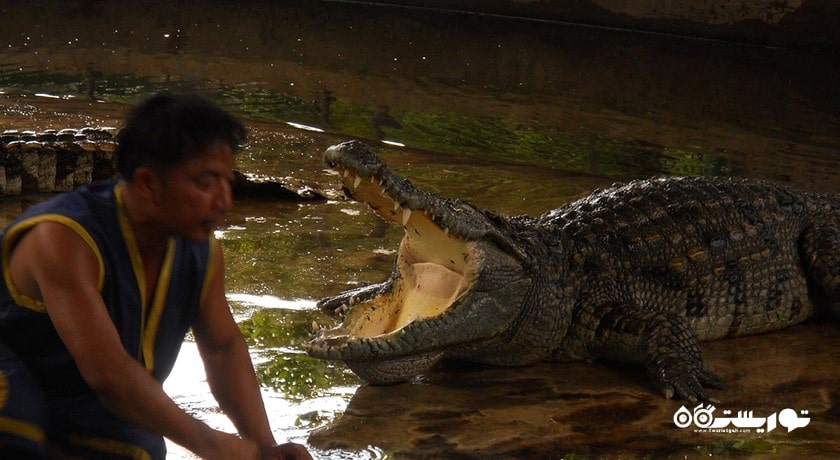 سرگرمی نمایش کروکودیل در کوسامویی شهر تایلند کشور کو سامویی