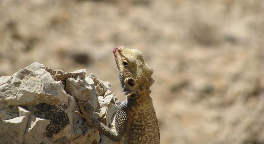  پارک ملی کلاه قاضی شهر اصفهان استان اصفهان