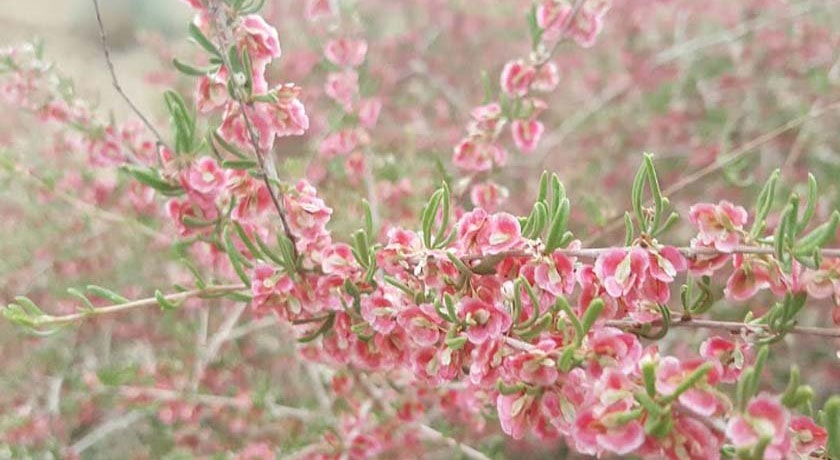  پارک ملی کلاه قاضی شهر اصفهان استان اصفهان