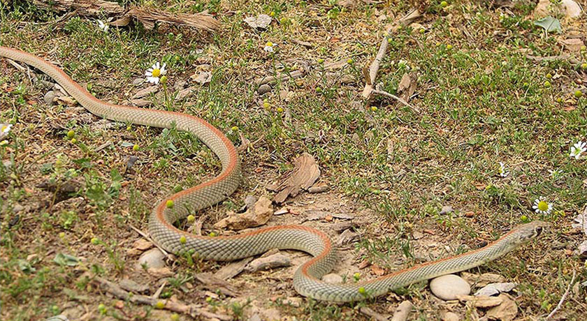 پارک ملی کلاه قاضی -  شهر اصفهان