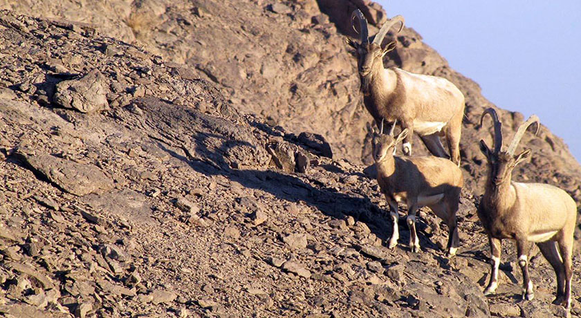 پارک ملی کلاه قاضی -  شهر اصفهان