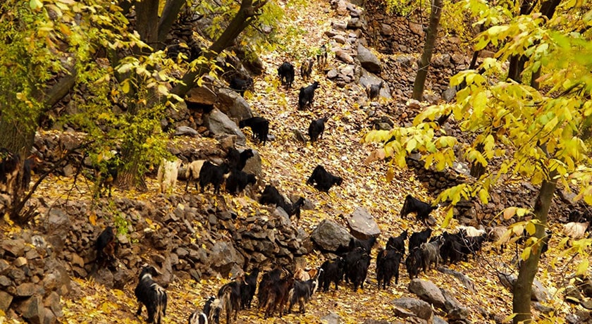 روستای دشتک -  شهر مرودشت