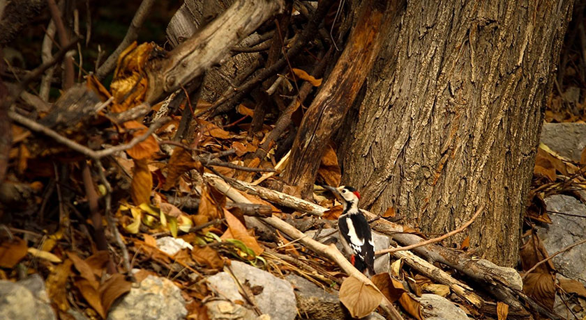 روستای دشتک -  شهر مرودشت