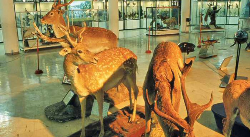  موزه تاریخ طبیعی و تکنولوژی دانشگاه شیراز شهرستان فارس استان شیراز