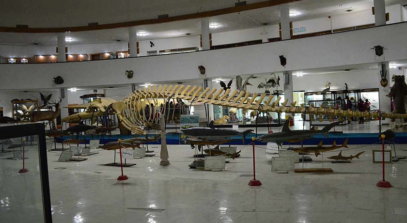  موزه تاریخ طبیعی و تکنولوژی دانشگاه شیراز شهرستان فارس استان شیراز