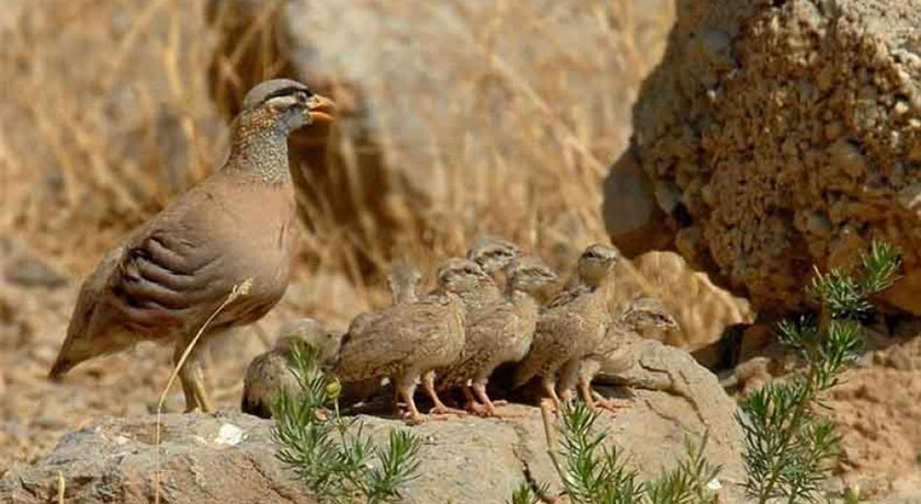  پارک ملی بمو شهر فارس استان شیراز