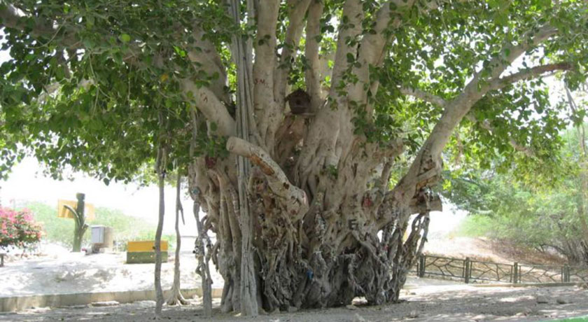  درخت انجیر معابد (درخت لور) شهرستان هرمزگان استان قشم