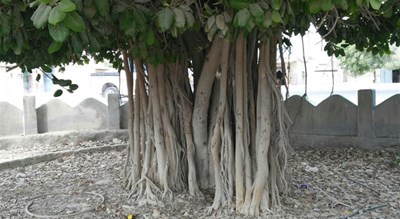 درخت انجیر معابد (درخت لور) -  شهر هرمزگان