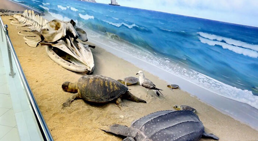  موزه ژئو پارک شهرستان هرمزگان استان قشم