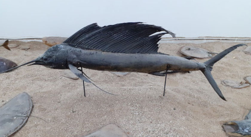 موزه ژئو پارک -  شهر قشم