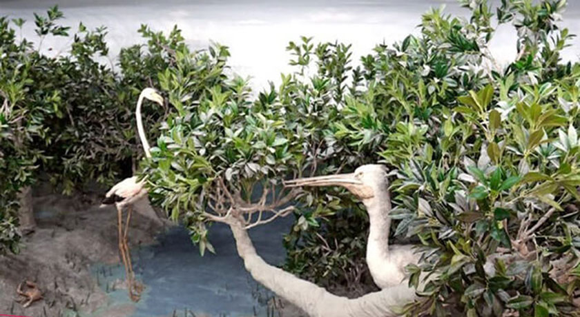  موزه ژئو پارک شهرستان هرمزگان استان قشم