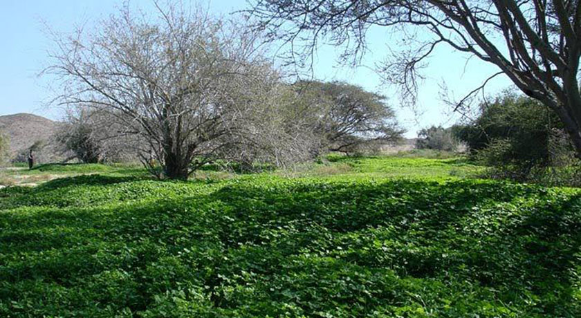 دشت بوخو -  شهر قشم