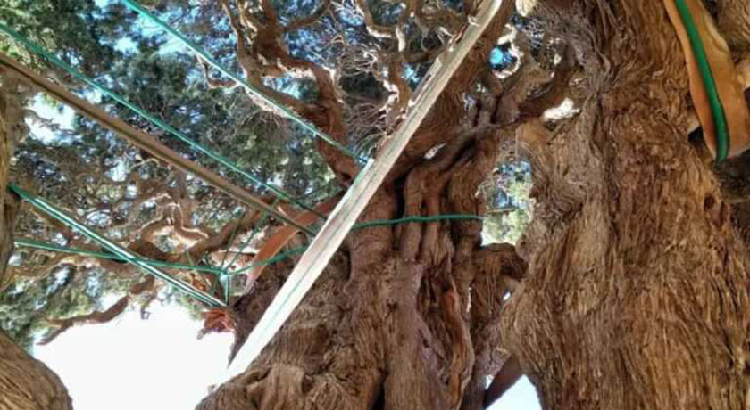  سرو کهنسال مهریز شهرستان یزد استان مهریز