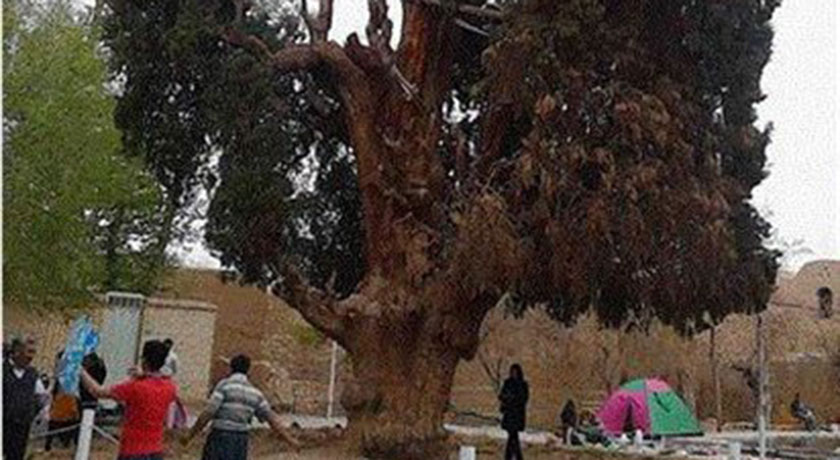 سرو کهنسال مهریز -  شهر یزد