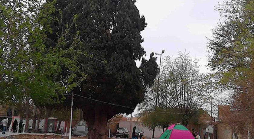  سرو کهنسال مهریز شهرستان یزد استان مهریز