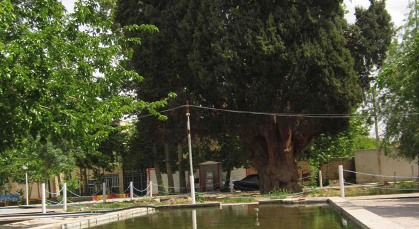  سرو کهنسال مهریز شهرستان یزد استان مهریز