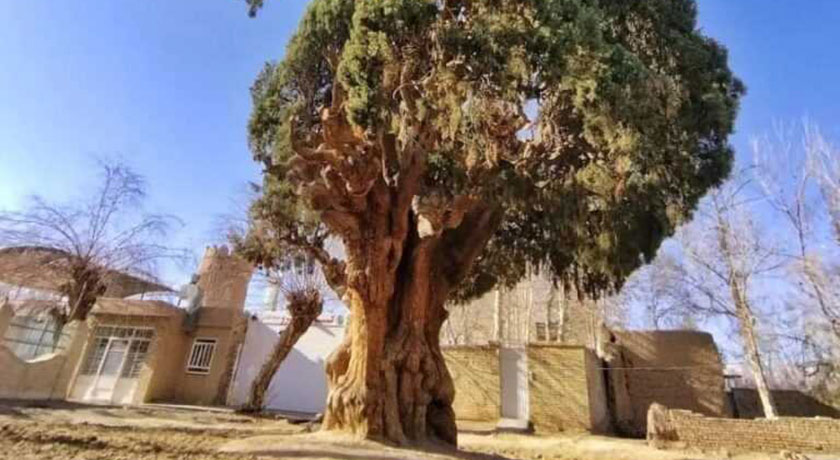  سرو کهنسال مهریز شهرستان یزد استان مهریز