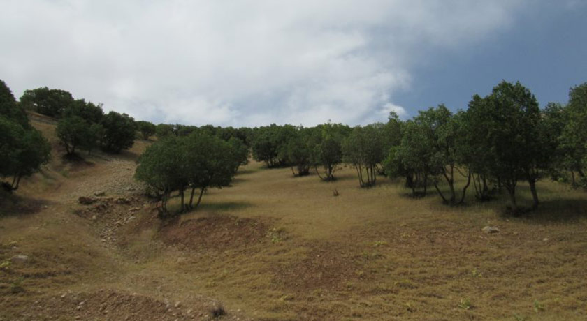  جنگل های پشت کوه شهرستان اصفهان استان فریدون شهر