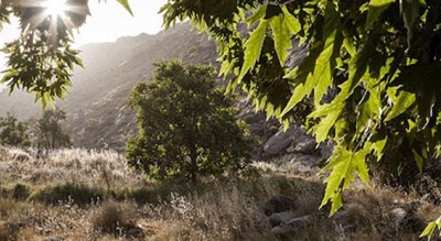  روستا اوره شهرستان اصفهان استان نطنز