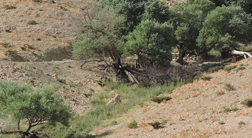 روستا خینه -  شهر اصفهان