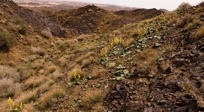  پناهگاه حیات وحش یخاب شهرستان اصفهان استان آران و بیدگل