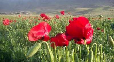  لنجان شهرستان اصفهان استان اصفهان