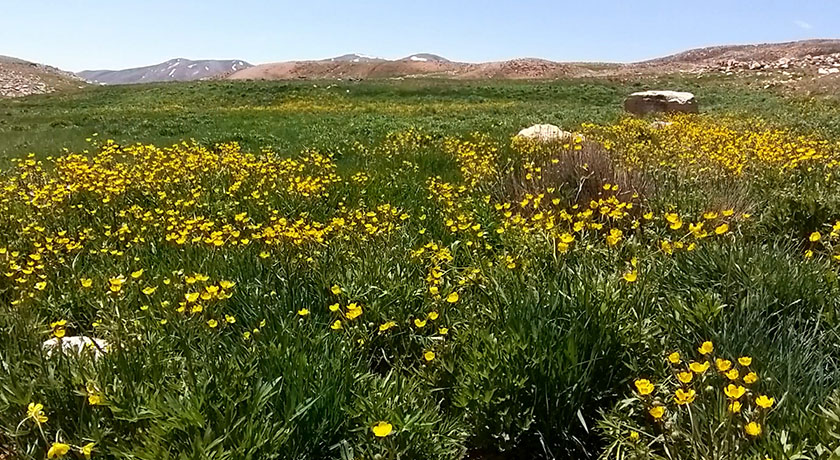  چالقفا شهرستان اصفهان استان سمیرم