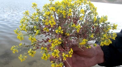  سد قره قاچ شهرستان اصفهان استان سمیرم