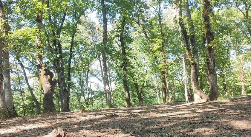  پارک جنگلی شهید زارع شهرستان مازندران استان ساری