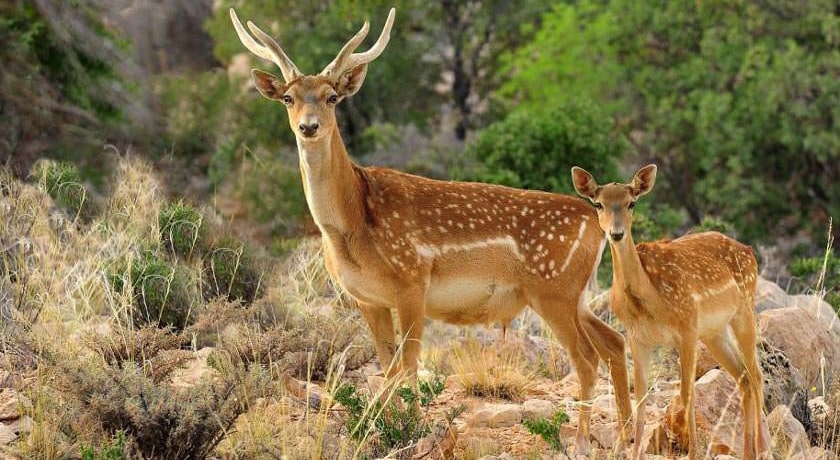  پناهگاه حیات وحش دشت ناز شهرستان مازندران استان ساری