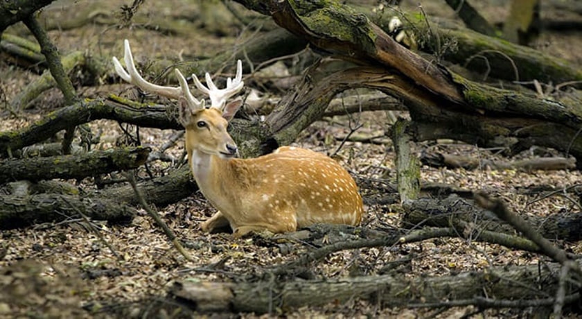  پناهگاه حیات وحش دشت ناز شهرستان مازندران استان ساری