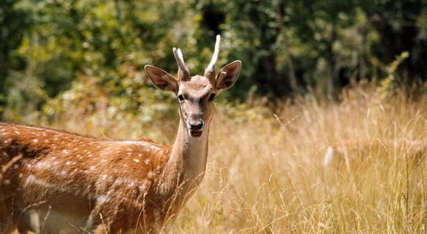  پناهگاه حیات وحش دشت ناز شهرستان مازندران استان ساری