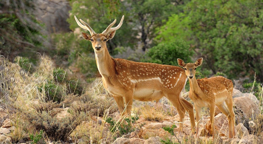  پناهگاه حیات وحش دشت ناز شهرستان مازندران استان ساری