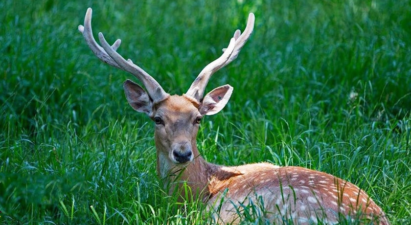  پناهگاه حیات وحش دشت ناز شهرستان مازندران استان ساری