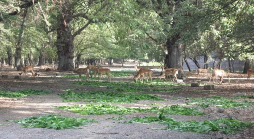  پناهگاه حیات وحش دشت ناز شهرستان مازندران استان ساری