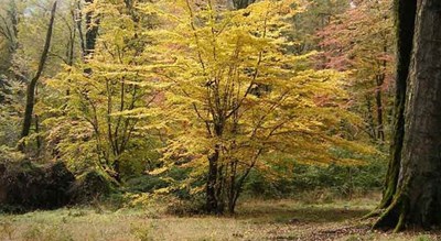  پناهگاه حیات وحش سمسکنده شهرستان مازندران استان ساری