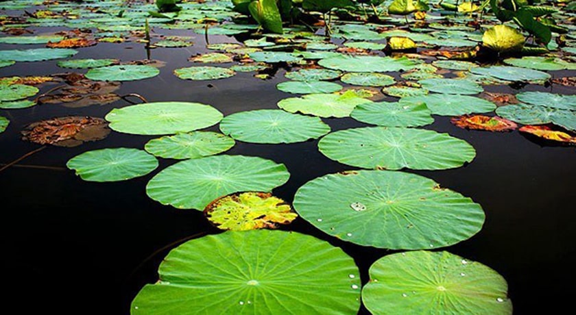 تالاب نیلوفر آبی حمید آباد -  شهر ساری