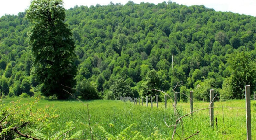 جنگل هزار جریب -  شهر مازندران