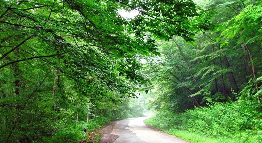 جنگل هزار جریب -  شهر بهشهر