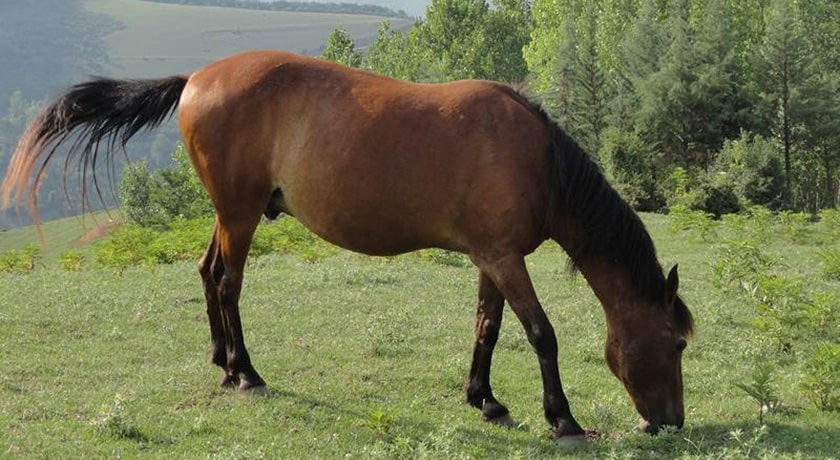  روستای پاجی شهرستان مازندران استان ساری