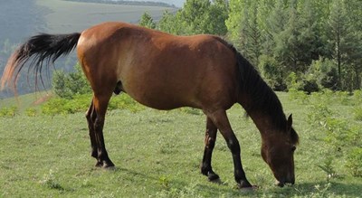  روستای پاجی شهرستان مازندران استان ساری