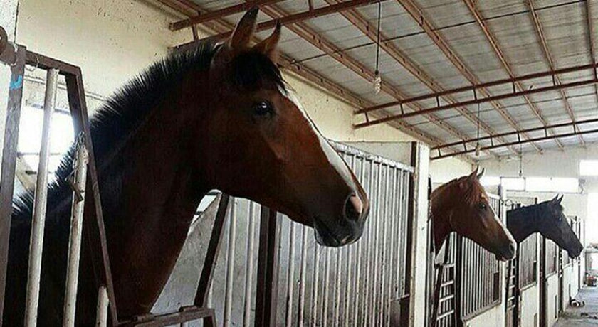  باشگاه سوارکاری آراسپ ساری شهر مازندران استان ساری