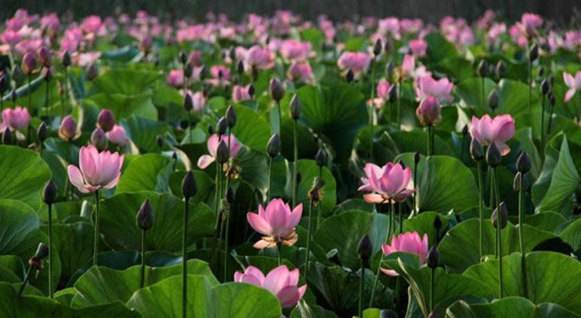  باغ نیلوفر آبی ساری شهرستان مازندران استان ساری