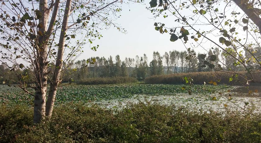  باغ نیلوفر آبی ساری شهرستان مازندران استان ساری