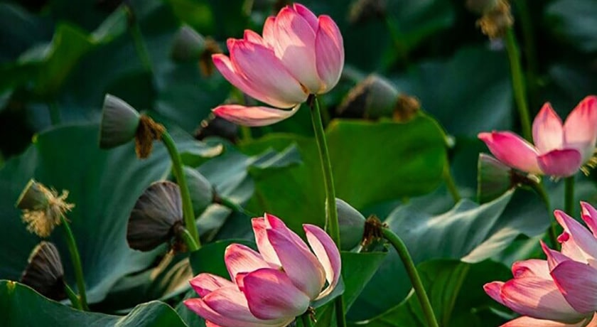  باغ نیلوفر آبی ساری شهرستان مازندران استان ساری