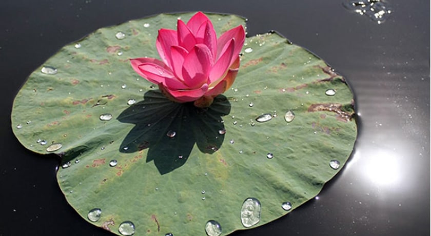 باغ نیلوفر آبی ساری -  شهر مازندران