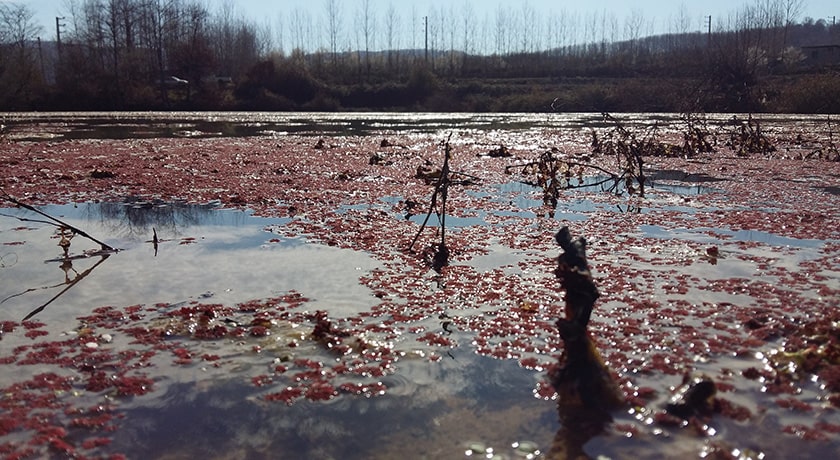  روستای ارزفون شهرستان مازندران استان ساری