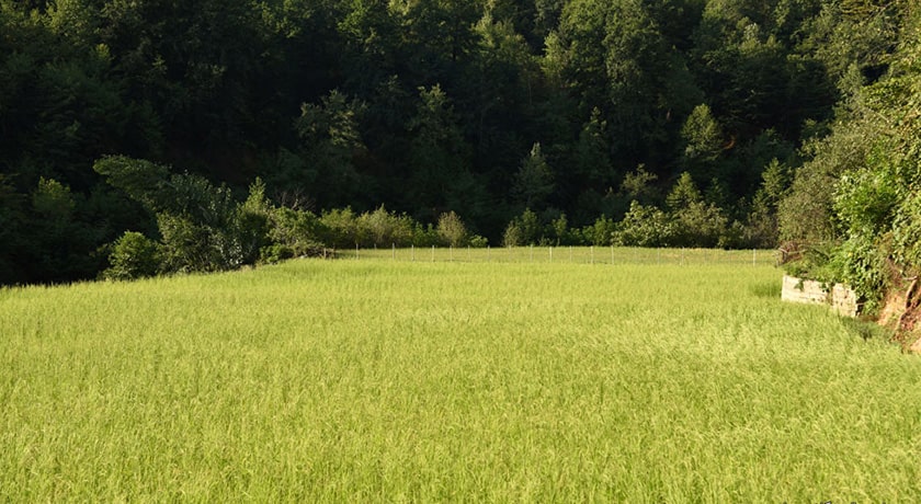  روستای سقندیکلا شهرستان مازندران استان ساری