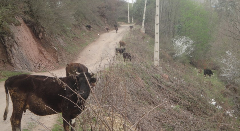  روستای میانا شهرستان مازندران استان ساری